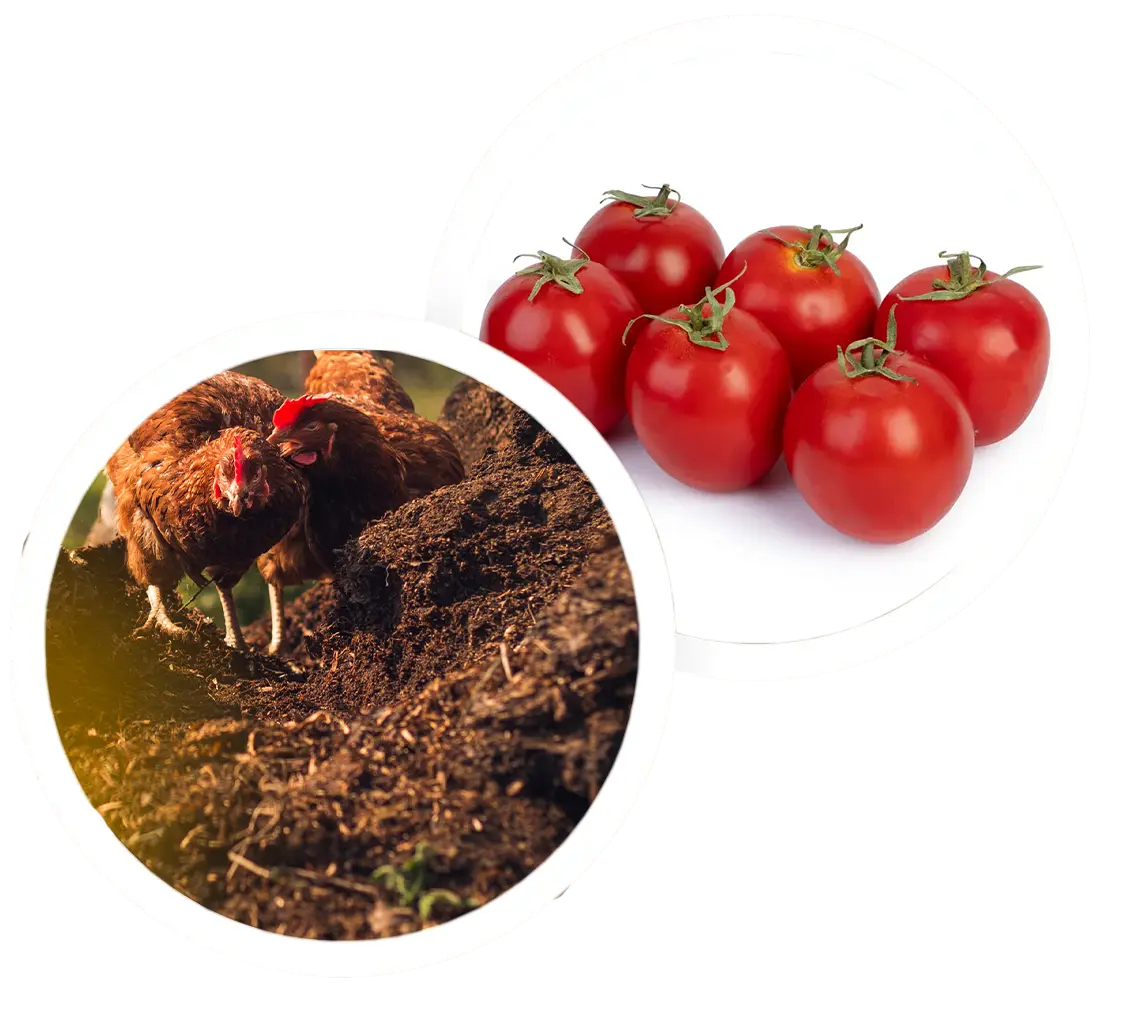 کود مرغی گرانوله 80 درصد و کود مرغی پلت شده 🌿 مناسب کشاورزی و صادرات